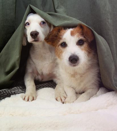 Fireworks and Thunderstorms: How to Calm Your Anxious Pet This Summer